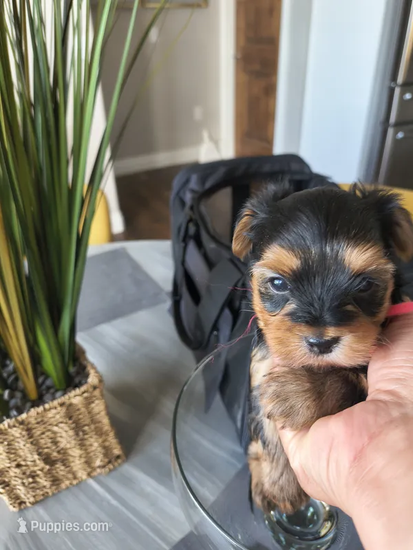 Ruby – Yorkshire Terrier puppy for sale in Fort Lupton, CO