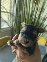 Onyx, a male Yorkshire Terrier for sale in Fort Lupton, CO – 2 of 2