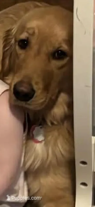 Timber , a female Golden Retriever for sale in Haverhill, NH – Photo 1 of 2