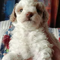 George, a male Poodle - Toy  for sale in Barnet, VT – Photo 1 of 2