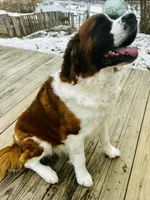 Hank, a male Saint Bernard for sale in Haverhill, NH – Photo 2 of 2