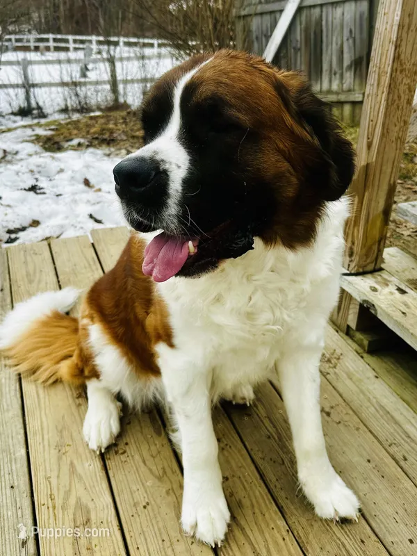 Hank – Saint Bernard puppy for sale in Haverhill, NH