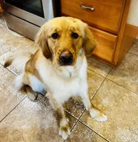 Timber , a female Golden Retriever for sale in Barnet, VT – Photo 2 of 2