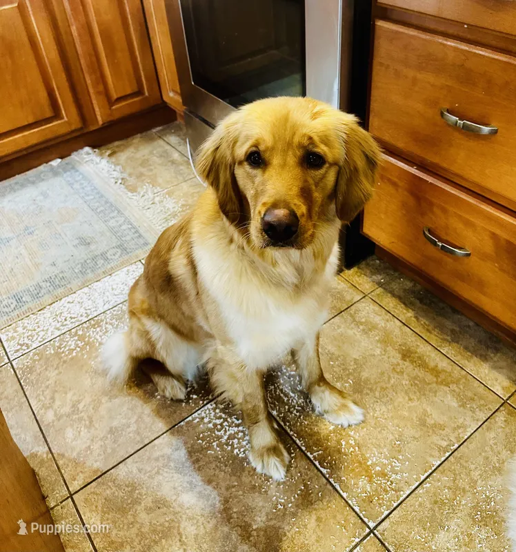 Timber  – Golden Retriever puppy for sale in Barnet, VT