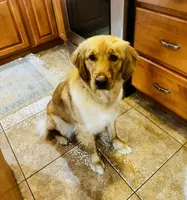 Timber , a female Golden Retriever for sale in Barnet, VT – Photo 1 of 2