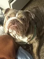 Dustin , a male English Bulldog for sale in Haverhill, NH – Photo 1 of 3