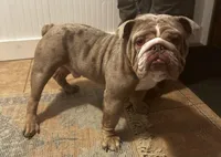 Dustin , a male English Bulldog for sale in Haverhill, NH – Photo 2 of 3