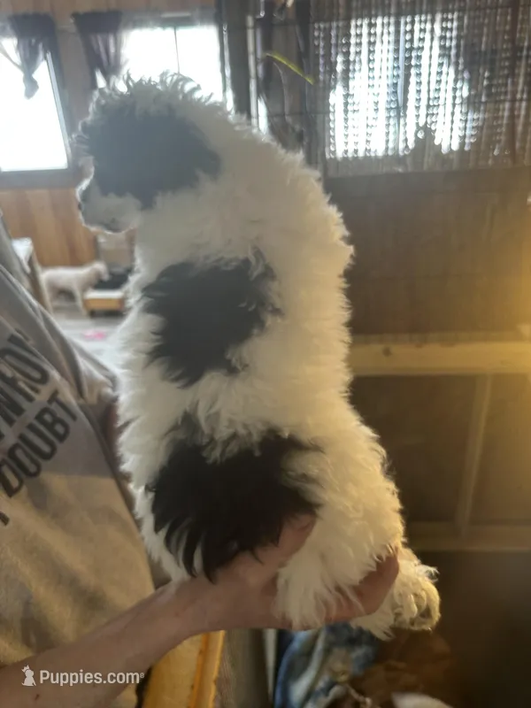 Benny – Poodle - Toy  puppy for sale in Haverhill, NH