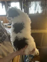 Benny, a male Poodle - Toy  for sale in Haverhill, NH – Photo 1 of 2