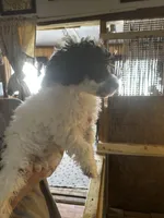 Benny, a male Poodle - Toy  for sale in Haverhill, NH – Photo 2 of 2