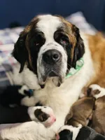 Bonnie , a female Saint Bernard for sale in Haverhill, NH – Photo 2 of 2