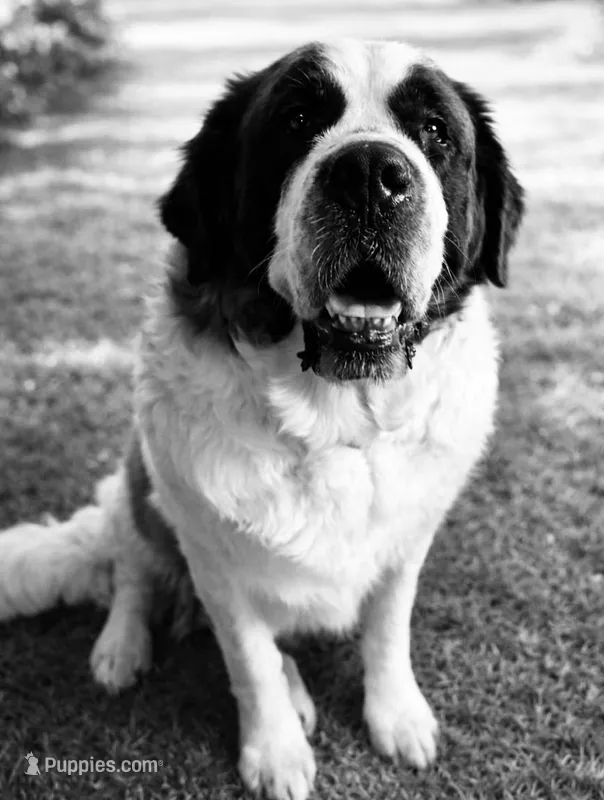 Bonnie , a female Saint Bernard for sale in Haverhill, NH – Photo 1 of 2