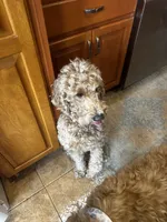 Remi , a female Goldendoodle for sale in Haverhill, NH – Photo 2 of 2