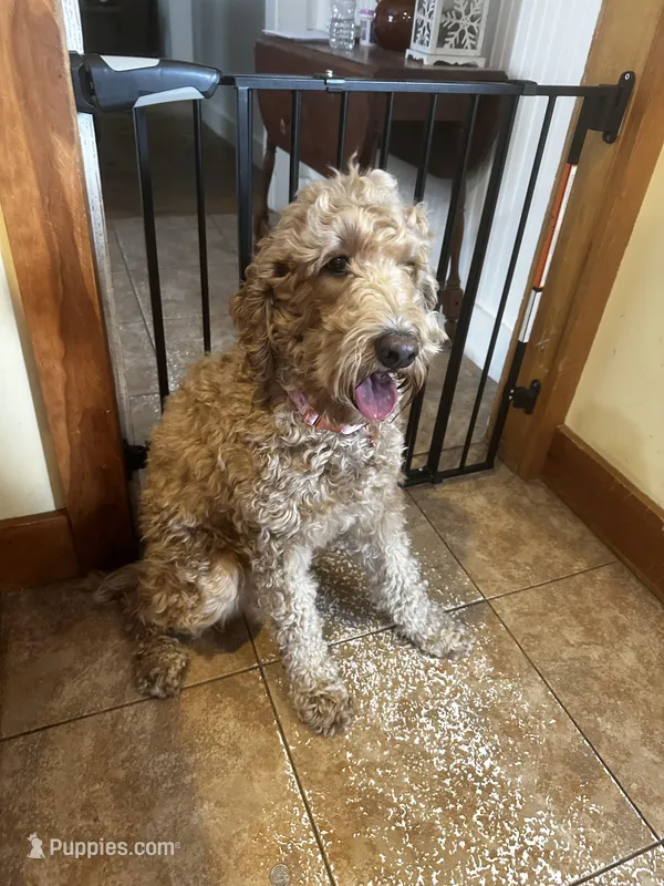 Remi  – Goldendoodle puppy for sale in Haverhill, NH