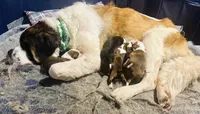 Bonnie , a female Saint Bernard for sale in Barnet, VT – Photo 5 of 6