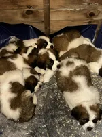 Bonnie , a female Saint Bernard for sale in Barnet, VT – Photo 3 of 6