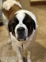 Bonnie , a female Saint Bernard for sale in Barnet, VT – Photo 2 of 6