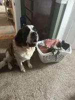 Bonnie , a female Saint Bernard for sale in Barnet, VT – Photo 4 of 6