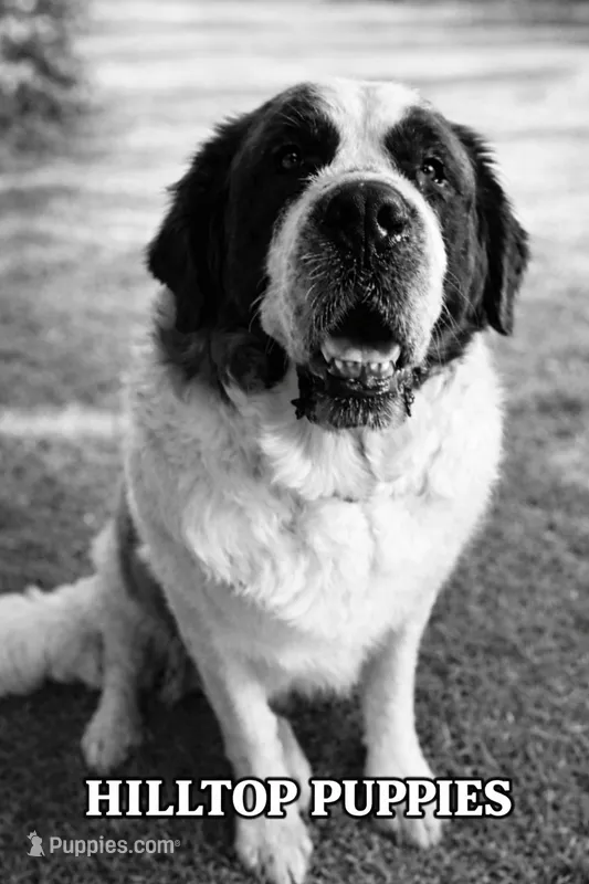 Bonnie  – Saint Bernard puppy for sale in Barnet, VT