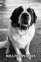 Bonnie , a female Saint Bernard for sale in Barnet, VT – Photo 1 of 6