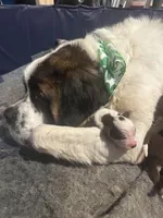 Bonnie , a female Saint Bernard for sale in Barnet, VT – Photo 6 of 6