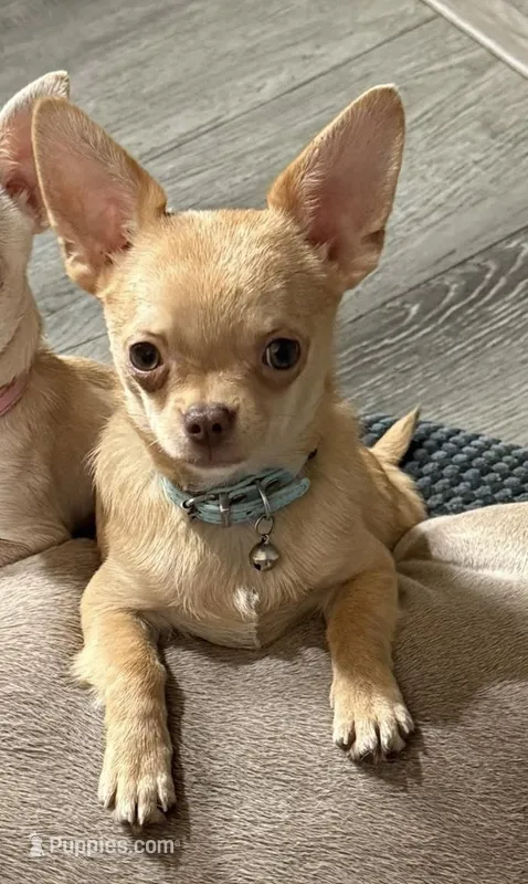 Weeble  – Chihuahua puppy for sale in Myrtle Beach, SC