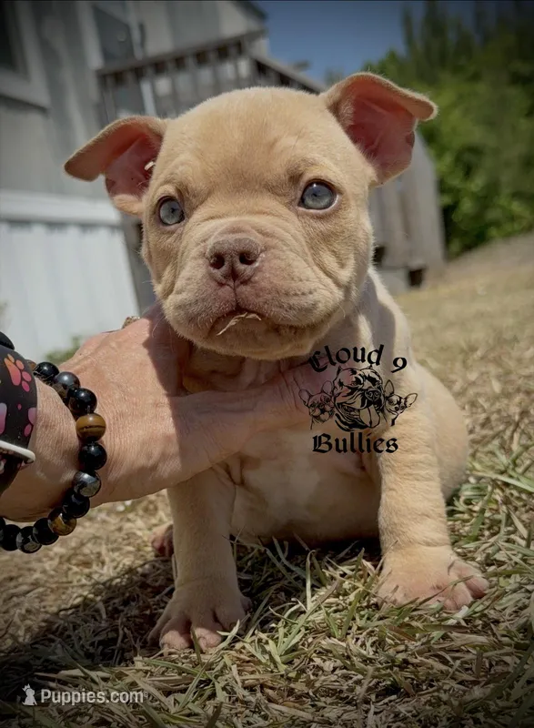 Male 2 – American Bully puppy for sale in Myrtle Beach, SC
