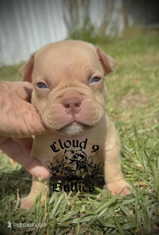 Male 2 – American Bully puppy for sale in Myrtle Beach, SC