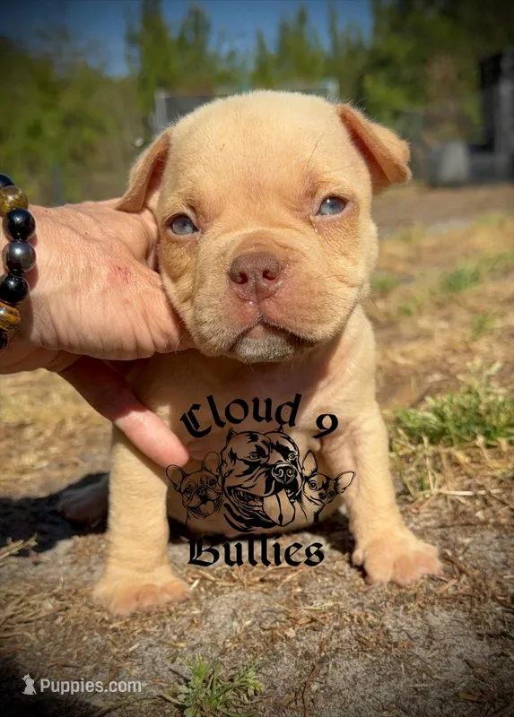 Male 2 – American Bully puppy for sale in Myrtle Beach, SC