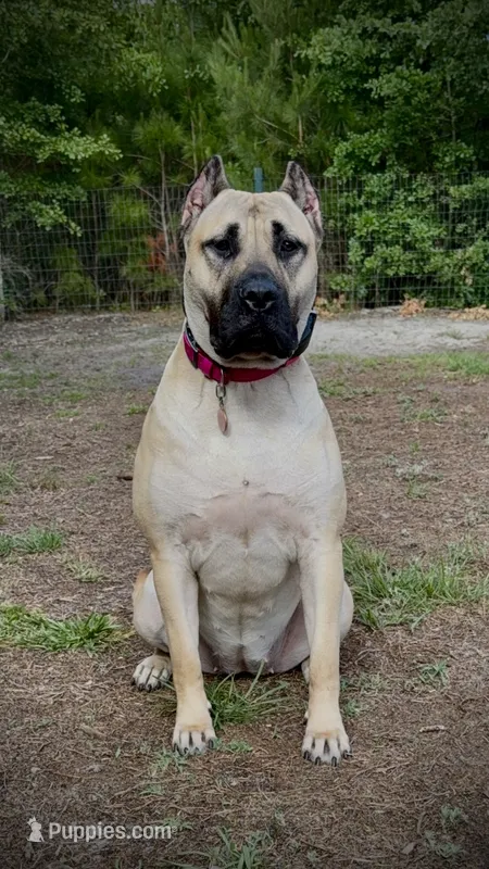 Harley Quinn – Perro de Presa Canario puppy for sale in Myrtle Beach, SC