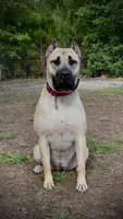 Harley Quinn, a female Perro de Presa Canario for sale in Myrtle Beach, SC – 1 of 1