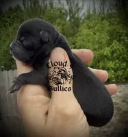 Black Female , a female Chihuahua for sale in Myrtle Beach, SC – Photo 2 of 2