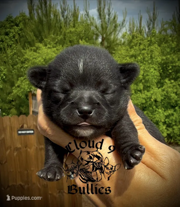 Black Female  – Chihuahua puppy for sale in Myrtle Beach, SC