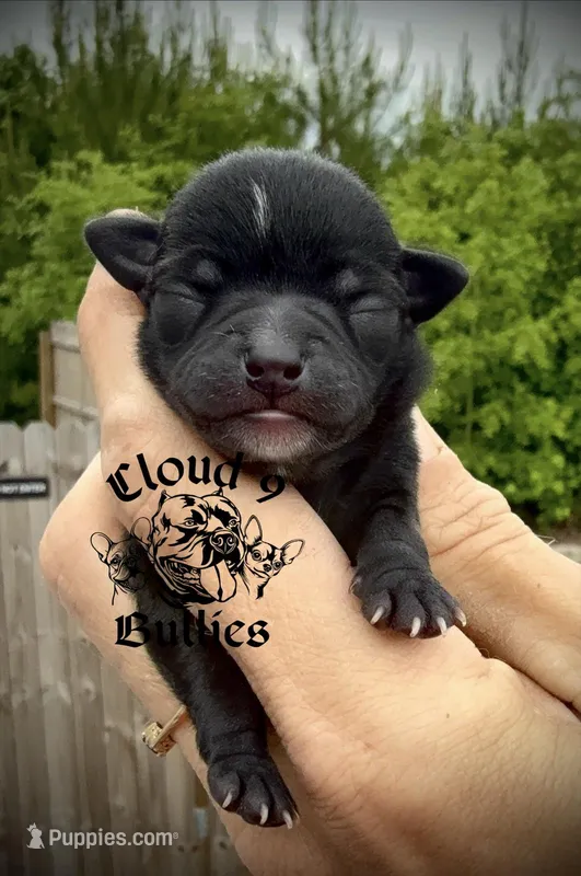 Black Female  – Chihuahua puppy for sale in Myrtle Beach, SC