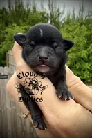 Black Female , a female Chihuahua for sale in Myrtle Beach, SC – Photo 1 of 2