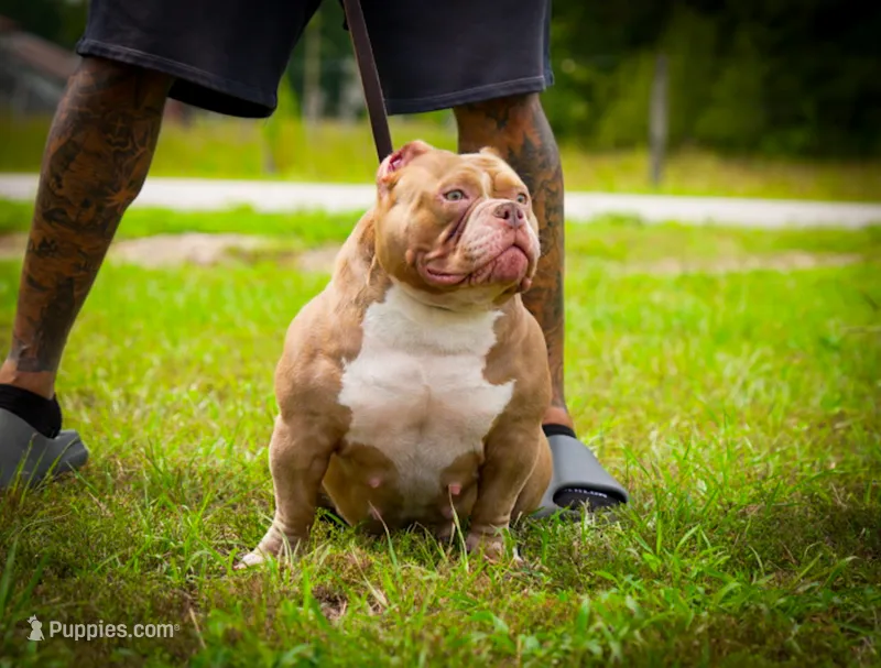 Lucy Liu – American Bully puppy for sale in Myrtle Beach, SC