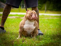 Lucy Liu, a female American Bully for sale in Myrtle Beach, SC – 1 of 3