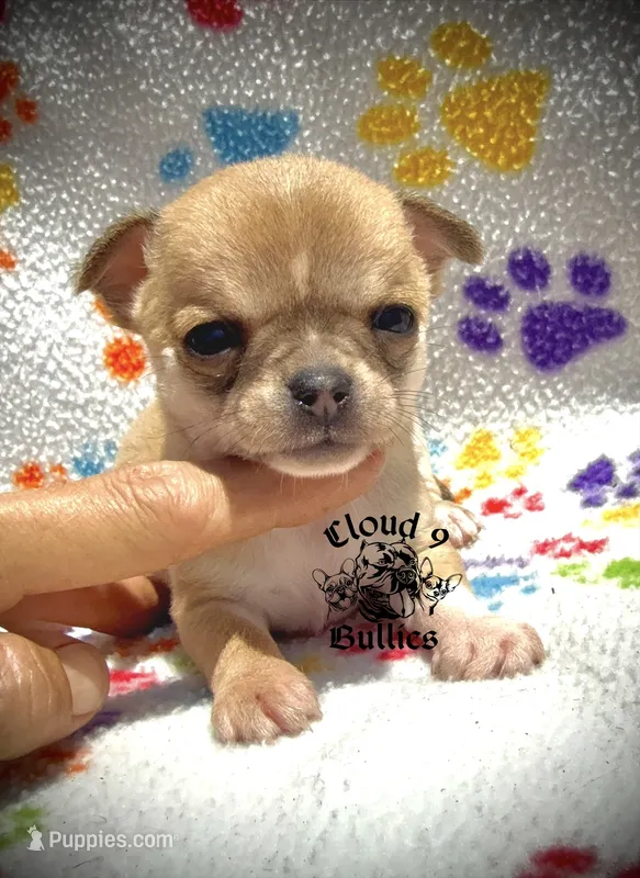 Male 3 – Chihuahua puppy for sale in Myrtle Beach, SC
