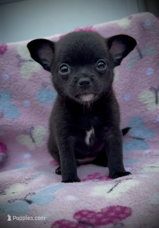 Black Female  – Chihuahua puppy for sale in Myrtle Beach, SC
