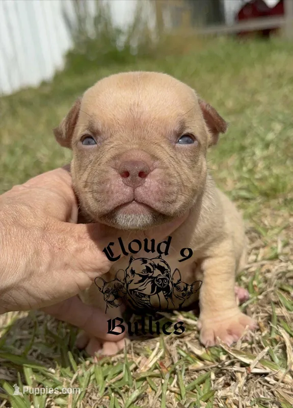 Female  – American Bully puppy for sale in Myrtle Beach, SC