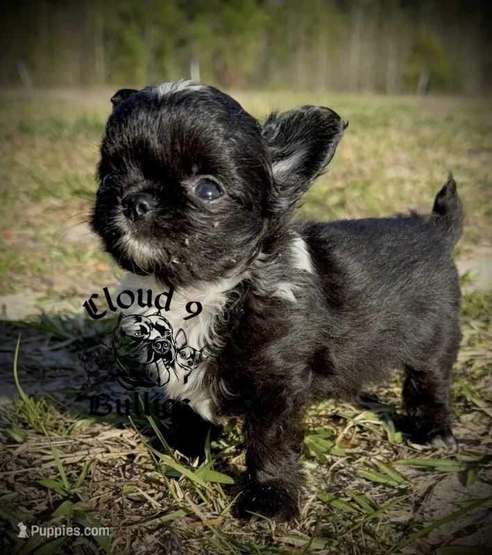 Black Male  – Chihuahua puppy for sale in Myrtle Beach, SC