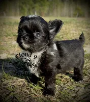 Black Male , a male Chihuahua for sale in Myrtle Beach, SC – Photo 1 of 5