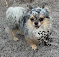 Black Male , a male Chihuahua for sale in Myrtle Beach, SC – Photo 4 of 5