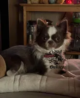 Black Male , a male Chihuahua for sale in Myrtle Beach, SC – Photo 5 of 5