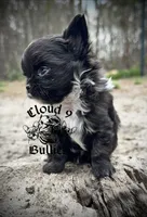 Black Male , a male Chihuahua for sale in Myrtle Beach, SC – Photo 2 of 5