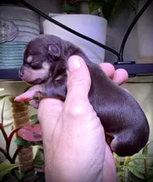 Female 1 , a female Chihuahua for sale in Myrtle Beach, SC – Photo 2 of 2