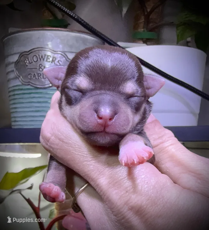 Female 1 , a female Chihuahua for sale in Myrtle Beach, SC – Photo 1 of 2