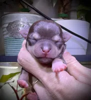 Female 1 , a female Chihuahua for sale in Myrtle Beach, SC – Photo 1 of 2