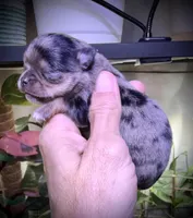 Male 1 , a male Chihuahua for sale in Myrtle Beach, SC – Photo 2 of 2