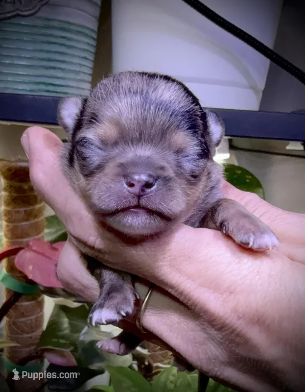 Male 1  – Chihuahua puppy for sale in Myrtle Beach, SC